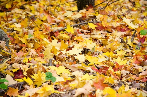 fall, leaf, tree, trail, outdoor, yellow, autumn, change, plant part, leaves, maple leaf, abundance, falling, dry, no people, backgrounds, nature, day, large group of objects, selective focus, full frame, beauty in nature, field, land, natural condition, outdoors, autumn collection, 4K, CC0, public domain, royalty free