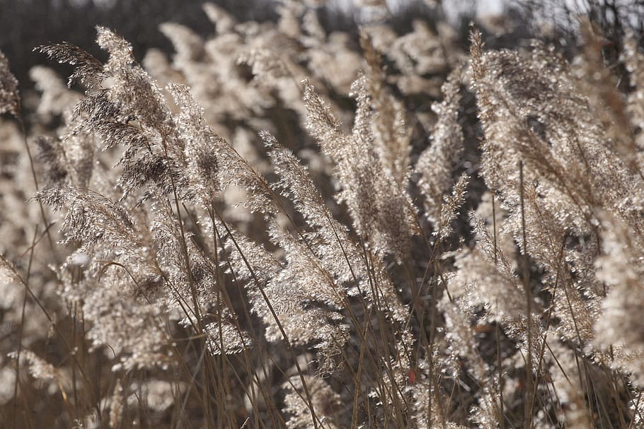 herba, planta, gespa, canya, agropyron, a l'aire lliure, desert, naturalesa, gel, menjar, espàrrecs, vegetals, arrel, neu, gelades, melmelada, espígol, nombre, text, símbol, creixement, dia, primer pla, cap gent, bellesa a la natura, enfocament selectiu, tranquil·litat, centrar-se en primer pla, llum solar, fragilitat, vulnerabilitat, temperatura de fred, hivern, camp, terra, marc complet, tija, 5K