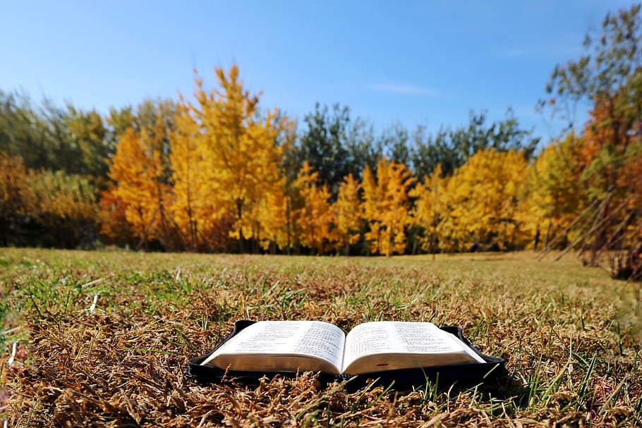 autunno, libro, pianta, albero, terra, modificare, natura, pubblicazione, giorno, crescita, la tranquillità, bellezza nella natura, cielo, erba, nessuno, campo, foresta, luce del sole, concentrarsi sulle conoscenze acquisite, attività, all'aperto, 5K