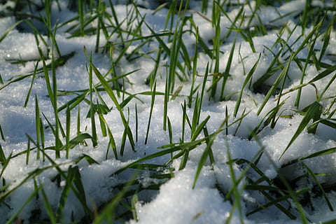 snow, grass, winter, spring, nature, plant, cold temperature, growth, green color, no people, day, selective focus, close-up, field, beauty in nature, frozen, leaf, ice, white color, plant part, outdoors, blade of grass, 5K, CC0, public domain, royalty free