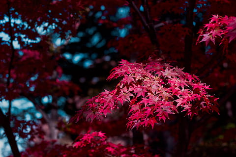 arbre de fulles vermelles, full, planta, arbre, maple, gotokuji, fulla d'auró, arbust, vegetació, tardor, fulles, fullatge, vermell, caure, flor, pètal, gerani, ceràmica, planta en test, gerro, bellesa a la natura, creixement, centrar-se en primer pla, canvi, primer pla, naturalesa, fragilitat, branca, vulnerabilitat, part de la planta, cap gent, dia, planta amb flors, frescor, a l'aire lliure, arbre d'auró, condició natural, cap de flor, 5K, CC0, domini públic, lliure de regalies