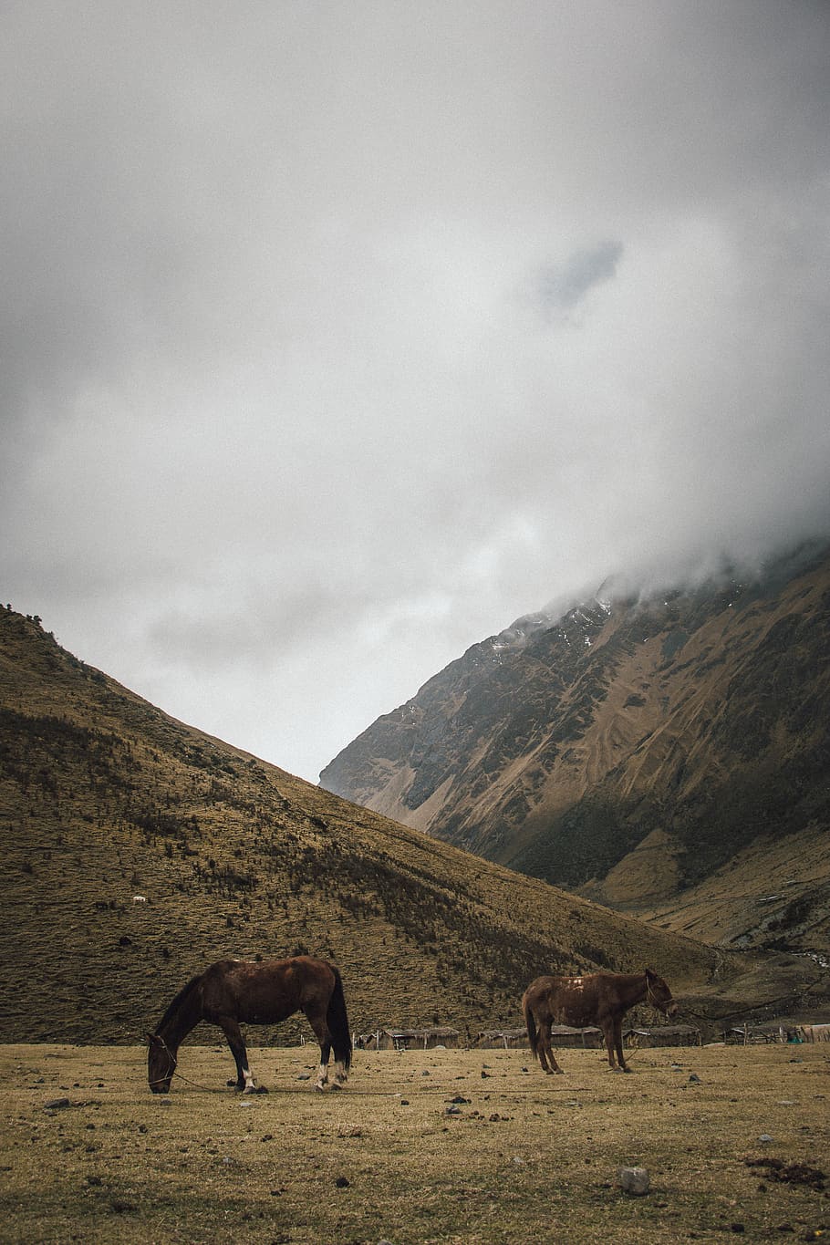 dos cavalls marrons, naturalesa, mamífer, cavall, animal, a l'aire lliure, camp, pastures, cusco, Serra, muntanya, rural, granja, prat, ranxo, pasturatge, paisatge, carretera, pendent, temes d'animals, animals domèstics, cel, bestiar, vertebrats, nacional, grup d’animals, núvol - cel, fauna animal, medi ambient, mascotes, bellesa a la natura, cap gent, escena tranquil·la, dia, herbívors, 5K