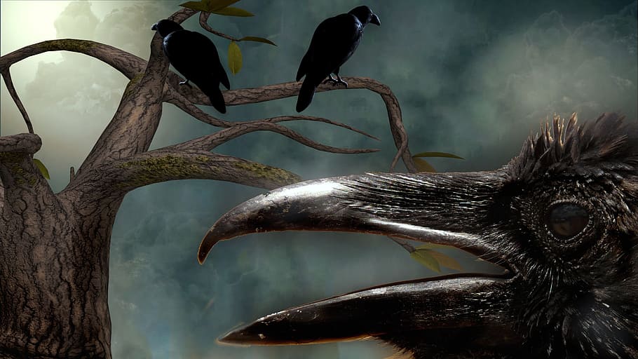 corbs, arbre, cel, núvols, fusta, fons, desolador, paisatge, negre, ocells, animal, temes d'animals, fauna animal, animals a la natura, vertebrats, ocell, un animal, cap gent, naturalesa, centrar-se en primer pla, primer pla, part del cos dels animals, a l'aire lliure, dia, branca, planta, art i artesania, mamífer, cap d’animals, 2K