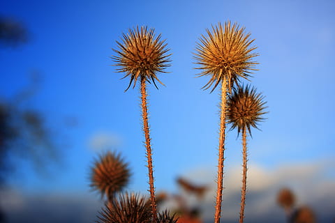selektivní, zaostřovací fotografie, spikey, hnědý, rostlin, modrý, suchý, květ, pichlavý, rostlina, růst, krása v přírodě, Příroda, kvetoucí rostlina, nebe, nikdo, zaměřit se na popředí, den, klid, detail, stonek rostliny, svěžest, poušť, přistát, venku, zranitelnost, nízký úhel pohledu, květu hlavy, 4K, CC0, veřejná doména, bez autorských práv