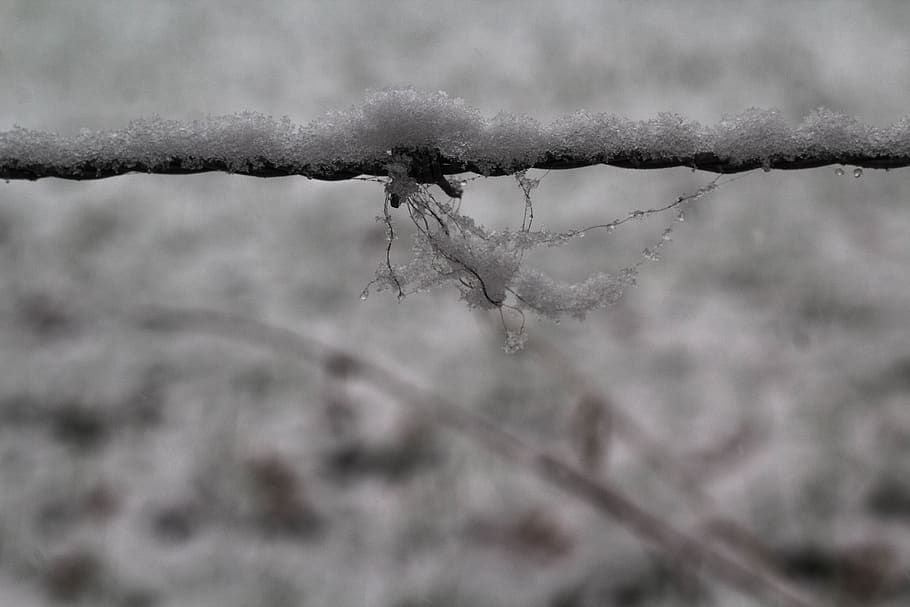 neige, hiver, la glace, macro, fermer, lumière, Finlande, fil barbelé, clôture, détail, jardin, monochrome, noir, blanc, noir et blanc, câble, foncé, sans gop, ténèbres, température froide, personne, congelé, se concentrer sur le premier plan, journée, mise au point sélective, la nature, branche, en plein air, fragilité, plante, sécurité, vulnérabilité, plante morte, 5K