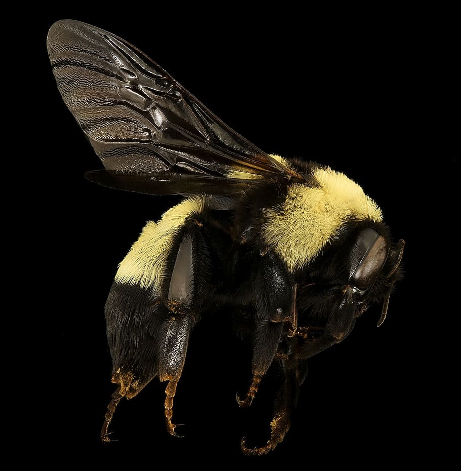 bumble bee, abella, error, Abellot, primer pla, insecte, naturalesa, vida salvatge, tir de l'estudi, temes d'animals, animal, fons negre, fauna animal, animals a la natura, un animal, invertebrat, a l'interior, cap gent, groc, part del cos dels animals, ala dels animals, tallar, bellesa a la natura, ull d’animals, 1080P