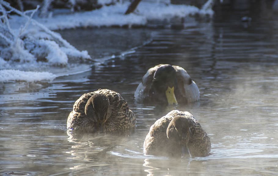 Mallards, ฤดูหนาว, น้ำ, ริมน้ำ, สัตว์ในป่า, ทะเลสาป, กลุ่มสัตว์, วัน, ธีมสัตว์, ว่ายน้ำ, ธรรมชาติ, สัตว์ป่า, สัตว์, มีกระดูกสันหลัง, ไม่มีคน, นก, หงส์, สัตว์เล็ก, นกน้ำ, ลูกนก, มุ่งเน้นไปที่เบื้องหน้า, Cygnet, ตระกูลสัตว์, 2K