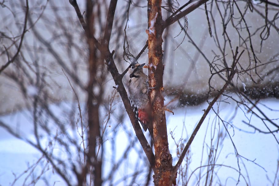 grijs, oranje, vogel, tak, detailopname, fotografie, schors, onscherpe achtergrond, takken, koude, daglicht, dag, milieu, vorst, ijzig, bevroren, ijs-, icee, landschap, natuur, toneel-, seizoen, sneeuw, sneeuwvlokken, sneeuwen, besneeuwd, bomen, weer, winter, winterlandschap, specht, boom, kale boom, koude temperatuur, fabriek, focus op de voorgrond, geen mensen, schoonheid in de natuur, buitenshuis, kalmte, hemel, lage hoekweergave, aan het bedekken, dode plant, sneeuwstorm, 2K