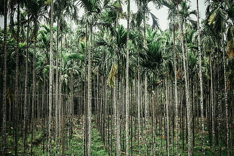 paisatge, arbre, planta, vegetació, Índia, a l'aire lliure, bosc, terra, naturalesa, madikeri, arecaceae, Palmera, arbreda, coco, jungla, asia, Forrest, karnataka, arbres, palmeres, creixement, tranquil·litat, tronc de l'arbre, tronc, bellesa a la natura, cap gent, clima tropical, escena tranquil·la, dia, bambú - planta, color verd, escena no urbana, exuberant fullatge, selva tropical, palmera de coco, 4K, CC0, domini públic, lliure de regalies