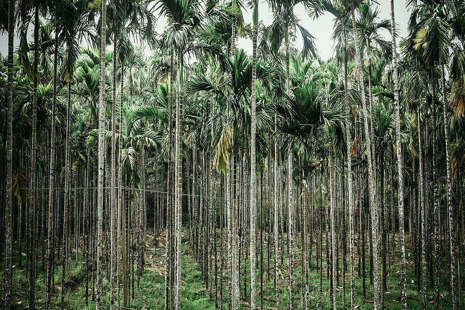 paisatge, arbre, planta, vegetació, Índia, a l'aire lliure, bosc, terra, naturalesa, madikeri, arecaceae, Palmera, arbreda, coco, jungla, asia, Forrest, karnataka, arbres, palmeres, creixement, tranquil·litat, tronc de l'arbre, tronc, bellesa a la natura, cap gent, clima tropical, escena tranquil·la, dia, bambú - planta, color verd, escena no urbana, exuberant fullatge, selva tropical, palmera de coco, 4K