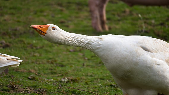 goose, attack, defend, aggressive, complain, gripe, ranting, agriculture, livestock, bird, animal themes, animal, vertebrate, animals in the wild, animal wildlife, white color, focus on foreground, land, field, no people, one animal, day, nature, close-up, beak, plant, outdoors, animal neck, mouth open, 5K, CC0, public domain, royalty free