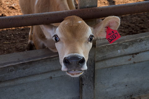 braunes Vieh, Landwirtschaft, Tier, Tierfotografie, Kalb, das Vieh, Nahansicht, Kuh, Tageslicht, inländisch, Bauernhof, Bauernhoftier, Zaun, Landschaft, Vieh, suchen, Säugetier, draußen, Etikett, Tierthemen, Haustiere, ein Tier, Tierkörperteil, Kamera betrachten, Tierkopf, Porträt, Grenze, keine Leute, Barriere, Tierwelt, Tag, pflanzenfressend, Schnauze, 5K, CC0, gemeinfrei, lizenzfrei