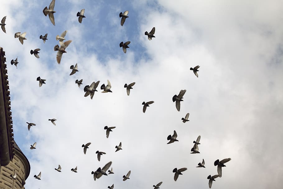 duer, slot, flyvningen, himmel, skyer, overskyet, dyreliv, dyr i naturen, dyre temaer, hvirveldyr, gruppe af dyr, fugl, dyr, stor gruppe dyr, flyvende, flok af fugle, lav vinkel visning, spredte vinger, sky - himmel, Midt i luften, bevægelse, ingen mennesker, natur, dag, på farten, flagrende, 5K