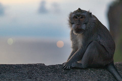 grå ape sitte, dyr, dyreliv, ape, pattedyr, bavian, insekt, rovfluer, fly, virvelløse, gribb, fugl, canine, armadillo, vaniljesaus, mat, rev, røyskatt, spiser, arachnid, primat, sitter, dyr i naturen, ett dyr, fokusere på forgrunnen, virveldyr, mennesker, dag, ser, natur, stein, ser bort, avslapning, fast, dyrfamilie, 5K, CC0, offentlig domene, opphavsrett gratis