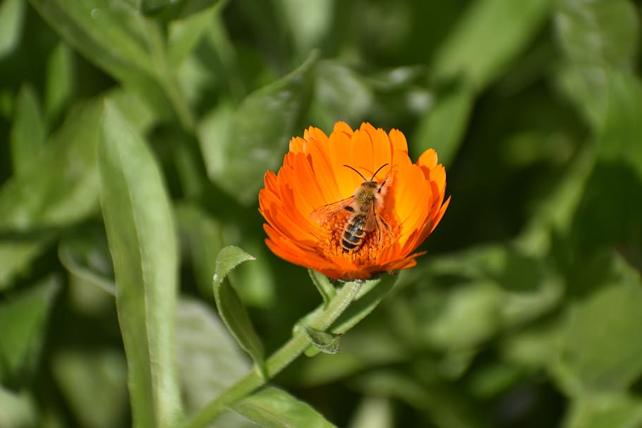calendula, blomst, orange, bi, flor, natur, have, kronblade, blomster, kronblad, farverig, insekt, blomstrende plante, plante, hvirvelløse, skønhed i naturen, dyreliv, skrøbelighed, dyre temaer, sårbarhed, et dyr, dyr i naturen, dyr, friskhed, vækst, tæt på, blomsterhoved, blomsterstand, grøn farve, ingen mennesker, bestøvning, udendørs, pollen, 5K