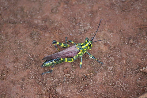 insecto, Grillo, temas de animales, un animal, invertebrado, animales en la naturaleza, fauna animal, animal, día, nadie, de cerca, naturaleza, al aire libre, vista de alto ángulo, saltamontes, campo, color verde, zoología, centrarse en primer plano, tierra, longitud total, 5K, CC0, dominio público, libre de derechos