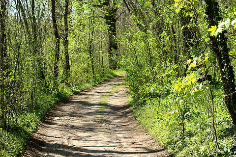 Weg, Frühling, Wald, der Weg, Baum, Landschaft, Natur, Abstandshalter, Pflanze, Richtung, Land, der Weg nach vorn, Fußweg, Wachstum, grüne Farbe, Ruhe, Schönheit in der Natur, keine Leute, ruhige Szene, Tag, Nicht-städtische Szene, Szenen - Natur, Baumstamm, draußen, abnehmende Perspektive, 5K, CC0, gemeinfrei, lizenzfrei