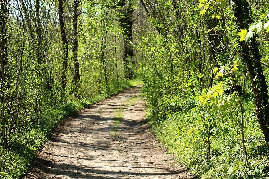 Weg, Frühling, Wald, der Weg, Baum, Landschaft, Natur, Abstandshalter, Pflanze, Richtung, Land, der Weg nach vorn, Fußweg, Wachstum, grüne Farbe, Ruhe, Schönheit in der Natur, keine Leute, ruhige Szene, Tag, Nicht-städtische Szene, Szenen - Natur, Baumstamm, draußen, abnehmende Perspektive, 5K