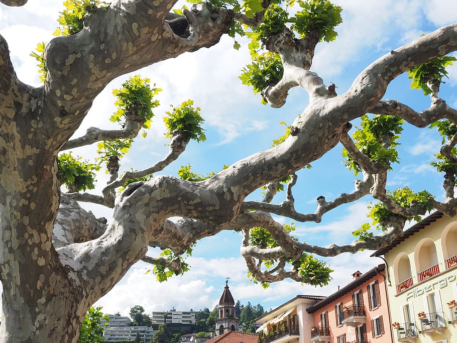 sicomoro, arbre, ascona, planta, arquitectura, estructura construïda, exterior de l'edifici, cel, tronc de l'arbre, naturalesa, tronc, vista d’angle baix, edifici, cap gent, dia, creixement, branca, a l'aire lliure, llum solar, ciutat, núvol - cel, destinacions de viatge, 4K