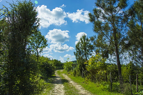 carretera, núvol, paisatge, cel, naturalesa, horitzó, lluny, pis, rural, viatjar, asfalt, panorama, solar, estiu, zona, herba, blau, carrer, ennuvolat, interminable, ruta, planta, arbre, bellesa a la natura, tranquil·litat, el camí a seguir, direcció, creixement, escena tranquil·la, núvol - cel, terra, escena no urbana, color verd, dia, cap gent, escenics - natura, sendera, medi ambient, a l'aire lliure, perspectiva decreixent, treelined, 5K, CC0, domini públic, lliure de regalies