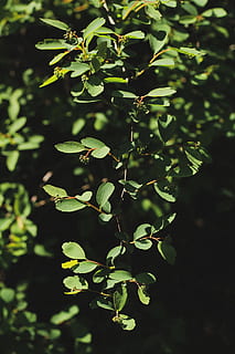 Ucraina, Odesa, verde, alberi, parco, natura, ramo, crescita, pianta, parte vegetale, foglia, colore verde, avvicinamento, giorno, bellezza nella natura, nessuno, freschezza, concentrarsi sulle conoscenze acquisite, messa a fuoco selettiva, all'aperto, albero, cibo, cibo e bevande, la tranquillità, frutta, mangiare sano, 5K, CC0, dominio pubblico, privo di copyright