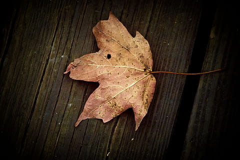 leaf, table, fall, wood, nature, plant, wood - material, plant part, autumn, dry, close-up, no people, high angle view, change, still life, day, leaf vein, brown, vulnerability, fragility, leaves, outdoors, maple leaf, dried, natural condition, 4K, CC0, public domain, royalty free