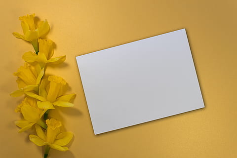 Ostern, Ostergruß, Frühling, Gelb, Osterdekorationen, osterkarte, Narzisse, Grußkarte, dekorativ, Tradition, Textfeld, Studioaufnahme, Blume, blühende Pflanze, leer, drinnen, keine Leute, Papier-, kopieren sie platz, Kommunikation, Botschaft, farbiger Hintergrund, Nahansicht, Hinweis, Haftnotiz, Pflanze, leeren, Erinnerung, Hintergründe, weiße Farbe, Notizblock, Blütenkopf, 5K, CC0, gemeinfrei, lizenzfrei