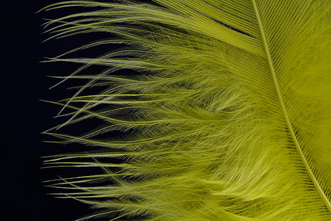 Feder, Flaum, Vogelfeder, Nieder, Gelb, Schmuck, schmücken, Frühlingsschmuck, Karneval, Hintergrund, grüne Farbe, Schönheit in der Natur, Nahansicht, Hintergründe, Muster, Studioaufnahme, keine Leute, Vollbild, schwarzer Hintergrund, Natur, Wachstum, Pflanze, Weichheit, drinnen, Verletzlichkeit, Blatt, abstrakt, Zerbrechlichkeit, Leicht, Palmblatt, 5K, CC0, gemeinfrei, lizenzfrei