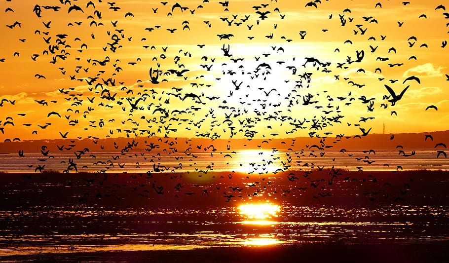 apus de soare, ocean, reflux, păsări, zbor, plajă, cer, natură, peisaj, amurg, călătorie, calm, grup mare de animale, pasăre, stol de păsări, animale în sălbăticie, animale tematice, nici o persoana, grup de animale, animal, animale vertebrate, culoare portocalie, animale sălbatice, la mijlocul-aer, frumusețe în natură, soare, lumina soarelui, siluetă, 2K