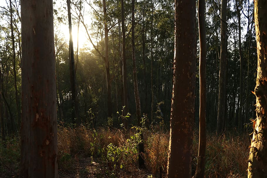 bosc, arbre, cel, naturalesa, paisatge, arbres, fusta, verd, natural, boscos, fulles, sol, posta de sol, tardor, parc de la ciutat, niterói, planta, terra, creixement, tranquil·litat, bellesa a la natura, tronc de l'arbre, tronc, escena tranquil·la, escenics - natura, llum solar, cap gent, dia, escena no urbana, a l'aire lliure, flare de la lent, streaming, 5K