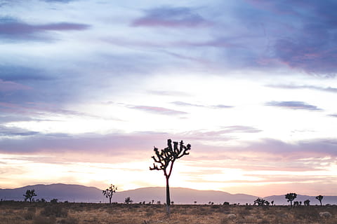 trefotografi, natur, utendørs, himmel, landskap, solnedgang, soloppgang, rød himmel, skumring, Grovfôr, felt, tre, anlegg, ørken, savannen, dyr, fugl, sollys, bygning, sky - himmel, skjønnhet i naturen, naturskjønnhet - natur, ro, rolig scene, ingen folk, silhouette, miljø, ikke-urbane scene, idylliske, land, oransje farge, 5K, CC0, offentlig domene, opphavsrett gratis
