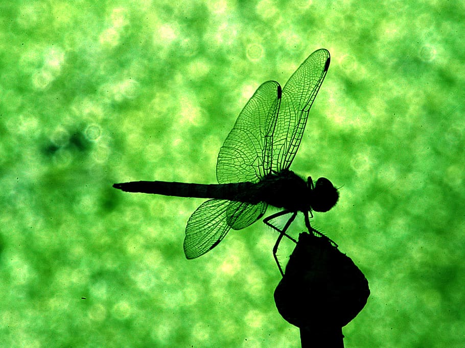 natura, erba, ala, foglia, verde, insetto, fauna, invertebrato, libellula, damselfly, macrofotografia, libellule e damseflies, temi animali, animale, fauna selvatica, un animale, animali allo stato selvatico, colore verde, ala animale, avvicinamento, concentrarsi sulle conoscenze acquisite, nessuno, giorno, pianta, all'aperto, parte vegetale, zoologia, 2K