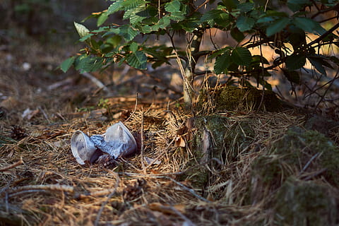 inquinamento, scatola, spazzatura, foresta, natura, ambiente, disposizione, rifiuto, protezione ambientale, rottame, lattina, gettato via, lattina per bevande, pianta, terra, messa a fuoco selettiva, giorno, campo, nessuno, crescita, albero, vertebrato, temi animali, foglia, animale, un animale, parte vegetale, uccello, fauna selvatica, all'aperto, mammifero, 5K, CC0, dominio pubblico, privo di copyright