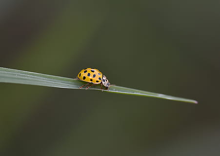 macro, sfondo, selvaggio, doga, böcek, vahşi, animale, invertebrato, un animale, fauna selvatica, insetto, temi animali, animali allo stato selvatico, avvicinamento, coccinella, nessuno, scarafaggio, natura, macchiato, copia spazio, bellezza nella natura, concentrarsi sulle conoscenze acquisite, girato in studio, colore verde, all'aperto, pianta, 2K, CC0, dominio pubblico, privo di copyright
