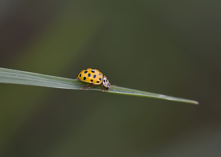 macro, fons de pantalla, salvatge, doga, böcek, vahşi, animal, invertebrat, un animal, fauna animal, insecte, temes d'animals, animals a la natura, primer pla, marieta, cap gent, escarabat, naturalesa, tacat, còpia espai, bellesa a la natura, centrar-se en primer pla, tir de l'estudi, color verd, a l'aire lliure, planta, 2K