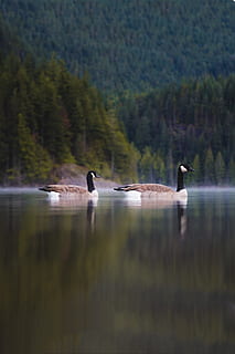 dwa, gęsi kanadyjskie, ciało, woda, dzień, gęś, odbicie, drzewo, las, lesisty teren, wzgórze, Góra, para, duet, zwierzę, Natura, dzikiej przyrody, ptak, żagiel, jezioro, spadek, Kanada, gęsi, na dworze, gęś kanadyjska, łabędź, zwierzęta na wolności, rzeka, staw, piękno natury, pływanie zwierzę, pióro, kolorowy obraz, wodny ptak, żadnych ludzi, dziób, biały, skrzydło zwierzęce, niebieski, zwierzęta i zwierzęta domowe, 4K, CC0, domena publiczna, darmowe zdjęcia