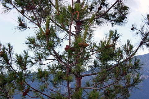 Zapfen, Baum, Berge, Pflanze, Wachstum, Himmel, keine Leute, Schönheit in der Natur, Natur, Tag, Flachwinkelansicht, Ast, Ruhe, Kiefer, draußen, grüne Farbe, Tannenzapfen, Nicht-städtische Szene, ruhige Szene, Nadelbaum, Land, Szenen - Natur, 5K, CC0, gemeinfrei, lizenzfrei