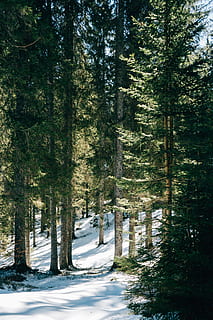 forest during daytime, tree, plant, abies, fir, conifer, pine, outdoors, spruce, larch, nature, redwood, land, adventure, leisure activities, tree trunk, sport, piste, snow, sports, camping, forest, growth, beauty in nature, no people, tranquility, winter, day, tranquil scene, green color, non-urban scene, cold temperature, woodland, sunlight, 5K, CC0, public domain, royalty free