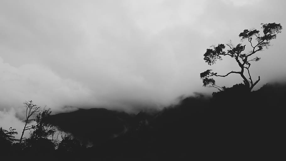 Malàisia, Cameron Highlands, cel, arbre, planta, núvol - cel, silueta, naturalesa, bellesa a la natura, un animal, cap gent, muntanya, a l'aire lliure, medi ambient, vista d’angle baix, animal, escenics - natura, dia, temes d'animals, fauna animal, escena tranquil·la, 5K