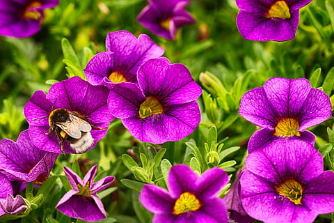 flores, bumblebee, inseto, macro, natureza, Flor, flor do jardim, verão, planta com flores, plantar, fragilidade, vulnerabilidade, beleza na natureza, frescura, pétala, cabeça de flor, crescimento, inflorescência, fechar-se, roxa, petúnia, dia, focar em primeiro plano, ninguém, park - homem fez espaço, parque, 5K, CC0, domínio público, royalty free