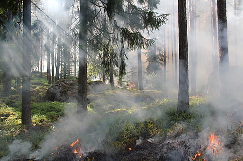 silueta, nua, arbres, envoltat, foc, durant el dia, cremant, bosc, incendi forestal, roques, arbre, terra, planta, medi ambient, foc - fenomen natural, fum - estructura física, boira, naturalesa, paisatge, calor - temperatura, pi, cremada, creixement, bellesa a la natura, cap gent, arbre de coníferes, a l'aire lliure, bosc de pi, poder a la natura, arbre de fulla perenne, plantació, 4K, CC0, domini públic, lliure de regalies