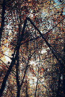 foto, arbre de fulles marrons, bosc, branques, calma, medi ambient, flora, fons de pantalla hd, idíl·lic, paisatge, fotografia d'angle baix, tir en angle baix, naturalesa, fons de pantalla de la natura, pacífica, escènic, temporada, tranquil, arbres, boscos, arbre, planta, branca, creixement, cap gent, tardor, dia, bellesa a la natura, vista d’angle baix, tranquil·litat, flor, a l'aire lliure, planta amb flors, primavera, fragilitat, marc complet, terra, canvi, flor de cirerer, cirerer, caure, copa de l'arbre, 5K, CC0, domini públic, lliure de regalies