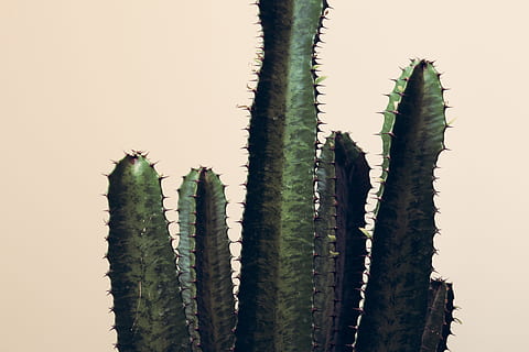 pianta di cactus verde, verde, cactus, Esplorare, spuntone, minimo, serra, verdura, CACTU, natura, sabbia, asciutto, pianta, arredamento, design, tropicale, pulito, succulento, crema, deserto, pianta succulenta, aloe, spina, avvicinamento, colore verde, crescita, foglia, cespuglio di spine, spillo, botanica, isolato, cactus saguaro, fiore, sfondi, macro, 5K, CC0, dominio pubblico, privo di copyright