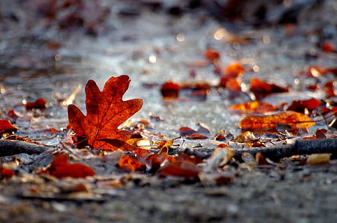 autumn, winter, leaves, red, ice, frozen, nature, seasons, plant part, leaf, change, maple leaf, orange color, close-up, no people, selective focus, outdoors, day, falling, dry, beauty in nature, vulnerability, fragility, water, natural condition, surface level, autumn collection, 2K, CC0, public domain, royalty free