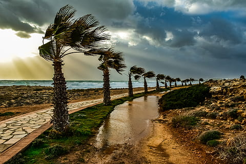 Bäume, Pfad, Palmen, Wind, windig, Wetter, Natur, Landschaft, Winter, Stimmung, regnerischer Tag, Spiegeln, Himmel, Wolken, Sonnenstrahl, Sonnenlicht, Ayia napa, Zypern, wolke - himmel, Wasser, Pflanze, Land, Meer, Baum, ruhige Szene, Schönheit in der Natur, Strand, Szenen - Natur, Palme, Ruhe, der Weg nach vorn, Richtung, Horizont über Wasser, keine Leute, tropisches Klima, draußen, 5K, CC0, gemeinfrei, lizenzfrei