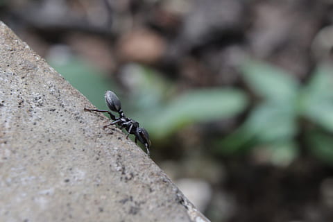 formiga, insecte, macro, error, petit, animals a la natura, rock, un animal, rock - object, sòlid, enfocament selectiu, primer pla, fauna animal, dia, invertebrat, cap gent, a l'aire lliure, naturalesa, centrar-se en primer pla, aspre, 5K, CC0, domini públic, lliure de regalies