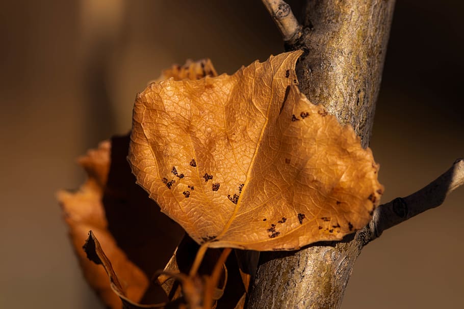 full, tardor, arbre, macro, focus, zoom, textura, part de la planta, primer pla, planta, cap gent, centrar-se en primer pla, naturalesa, canvi, sec, vulnerabilitat, fragilitat, dia, marró, tronc de l'arbre, vena de la fulla, bellesa a la natura, tronc, a l'aire lliure, fulles, condició natural, Planta esvaïda, 5K