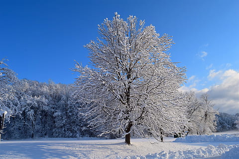 snow, tree, winter, cold, frost, nature, white, season, covered, ice, landscape, frozen, forest, natural, outdoor, blue, sky, clouds, sunlight, colorful, scenic, cold temperature, plant, beauty in nature, tranquil scene, day, tranquility, white color, environment, scenics - nature, land, branch, no people, outdoors, 4K, CC0, public domain, royalty free