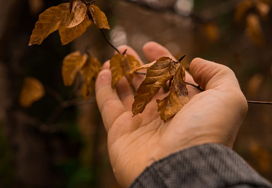 natura, mano, foglia, collegato, amore, recupero, connectedness, insieme, foresta, albero, primavera, mano umana, detenzione, parte del corpo umano, una persona, cibo e bevande, concentrarsi sulle conoscenze acquisite, cibo, parte vegetale, autunno, avvicinamento, giorno, all'aperto, pianta, messa a fuoco selettiva, adulto, persone reali, modificare, dito, arto umano, 5K