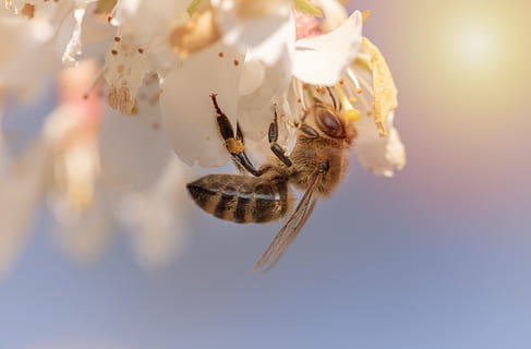 abella, mel d'abella, insecte, flor de cirerer, recollir pol len, primavera, nèctar, polinització, alimentació, primer pla, flor, florir, mel, naturalesa, posta de sol, temes d'animals, animal, invertebrat, animals a la natura, fauna animal, un animal, bellesa a la natura, enfocament selectiu, cap gent, a l'aire, dia, pètal, a l'aire lliure, volant, fragilitat, 5K, CC0, domini públic, lliure de regalies